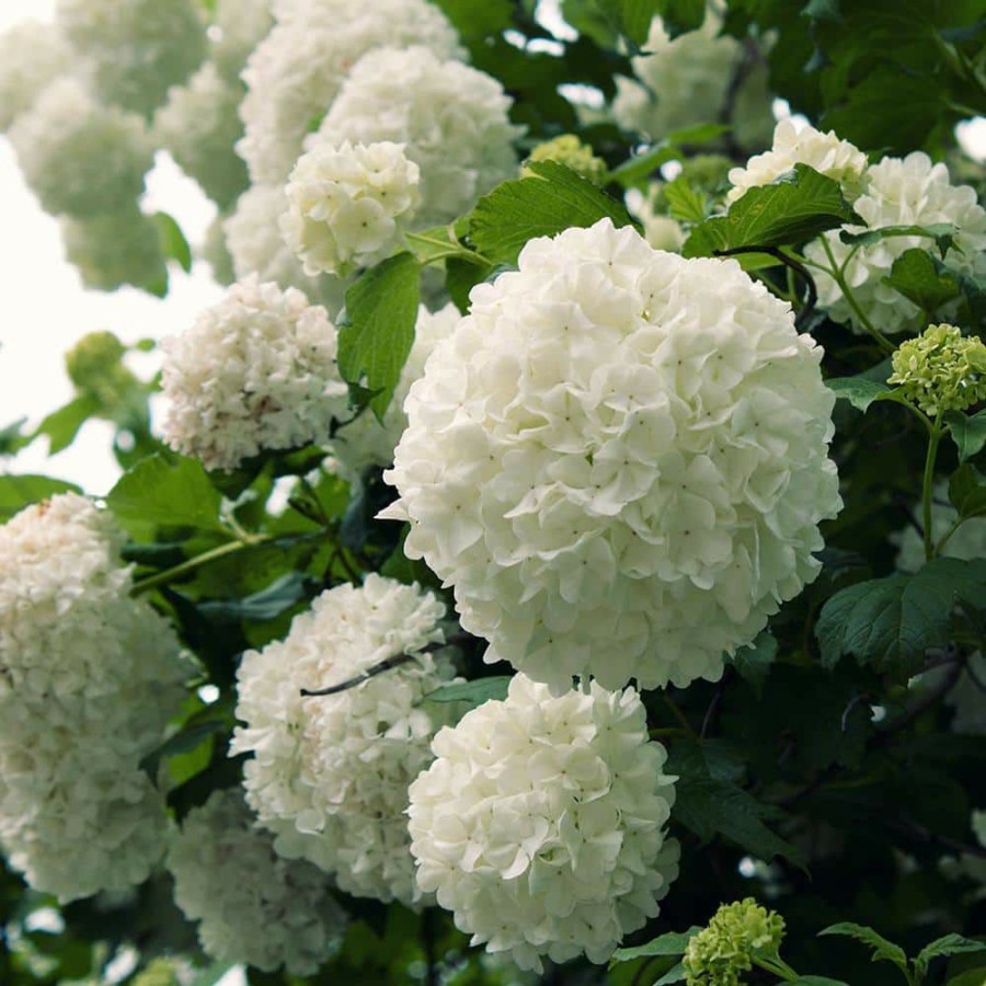 Outdoor Plants * | Best Pirce 2.5 Gal Chinese Snowball Viburnum, Live Deciduous Shrub, White Hydrangea-Like Bloom Clusters By Flowerwood