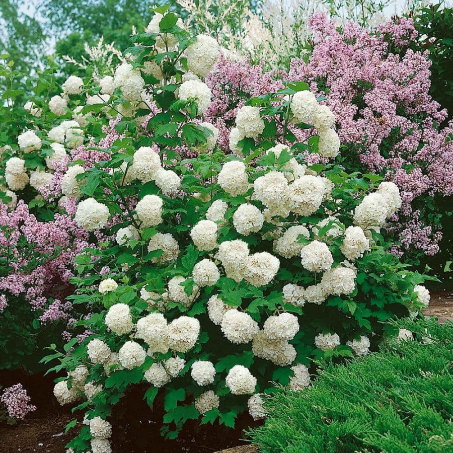 Outdoor Plants * | Best Pirce 2.5 Gal Chinese Snowball Viburnum, Live Deciduous Shrub, White Hydrangea-Like Bloom Clusters By Flowerwood