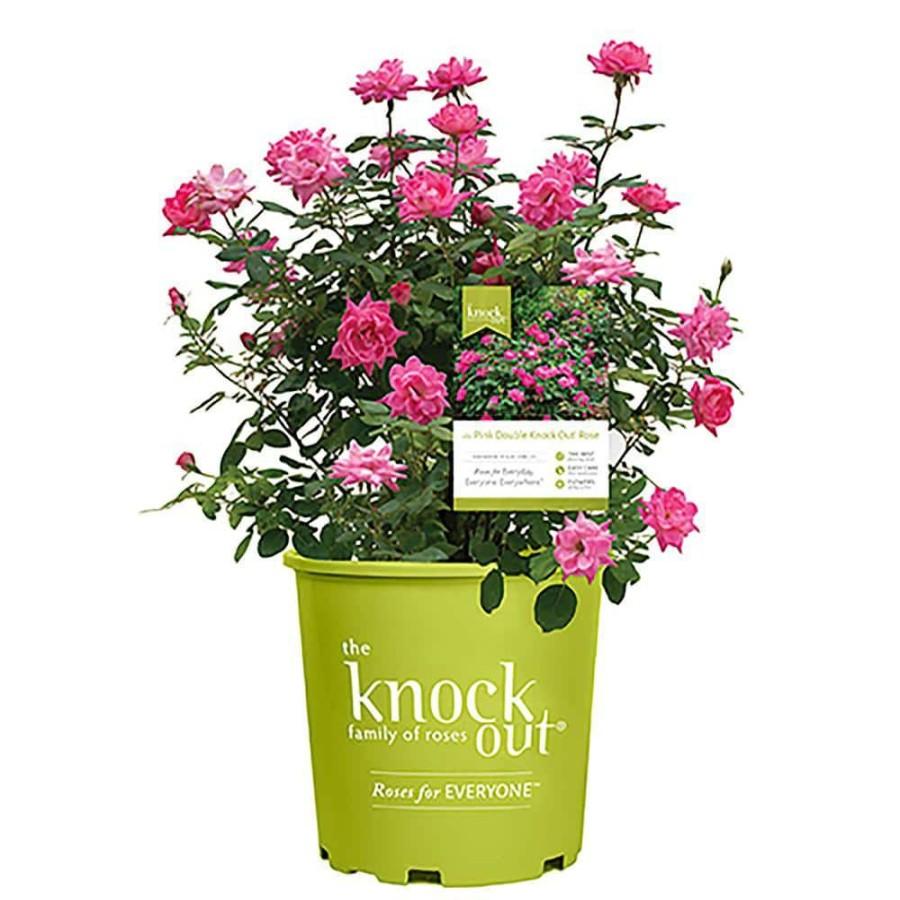 Outdoor Plants * | Outlet 2 Gal. The Pink Double Knock Out Rose Bush With Pink Flowers