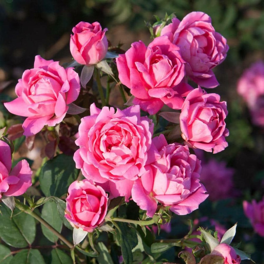 Outdoor Plants * | Outlet 2 Gal. The Pink Double Knock Out Rose Bush With Pink Flowers