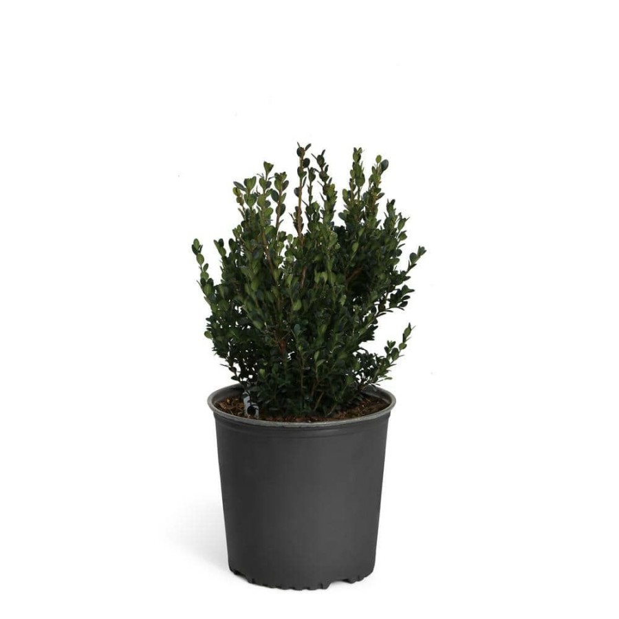 Outdoor Plants * | Buy 3 Gal. Wintergreen Boxwood Shrub By Brighter Blooms