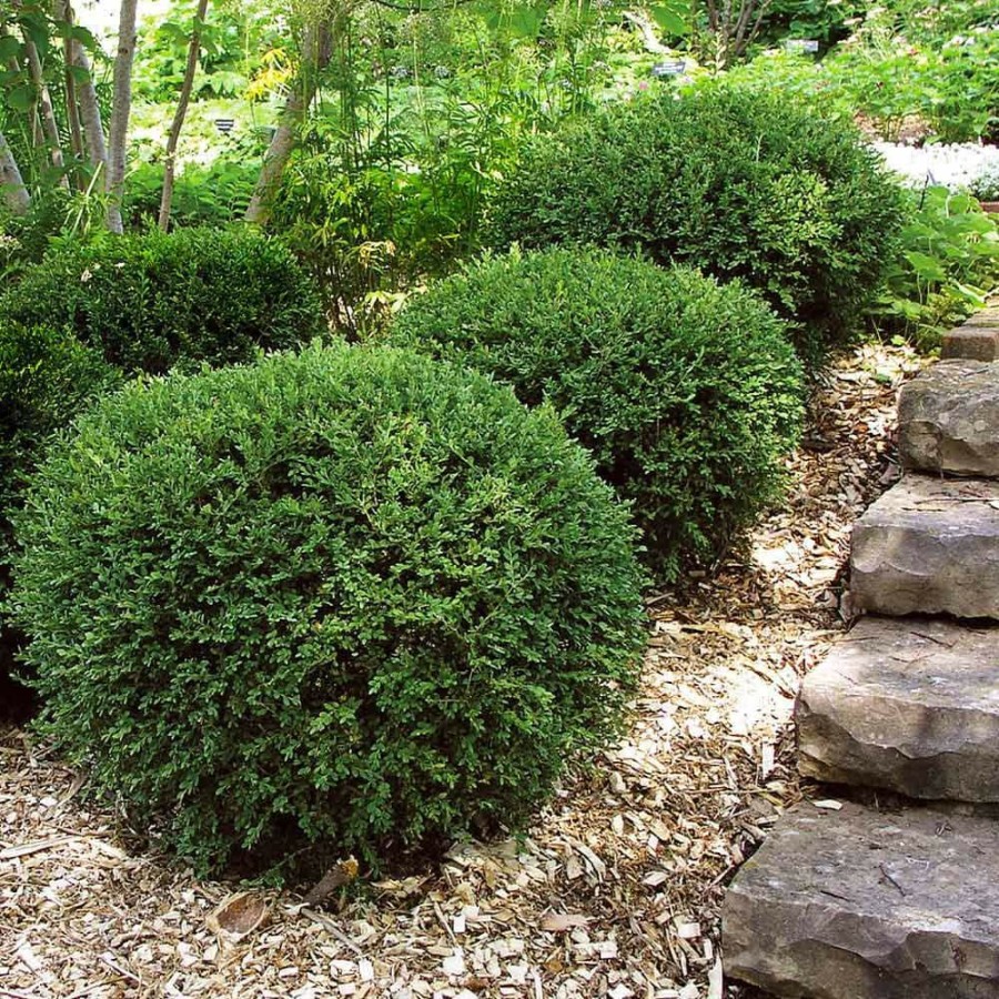 Outdoor Plants * | Buy 3 Gal. Wintergreen Boxwood Shrub By Brighter Blooms