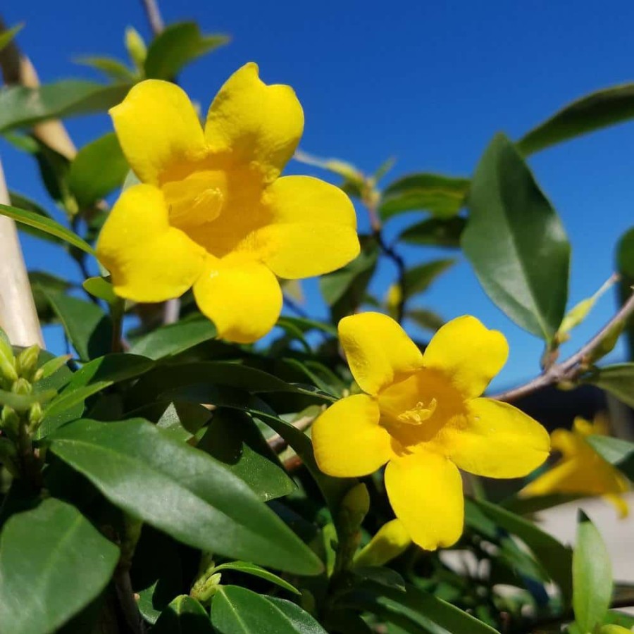 Outdoor Plants * | Hot Sale 2.5 Gal Yellow Fragrant Blooms Carolina Jessamine Climbing Vine Plant By Flowerwood