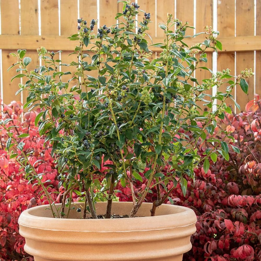 Outdoor Plants * | Best Pirce 4 In. Pot Echo Blueberry (Vaccinium) Live Deciduous Fruiting Plant By Gurney'S