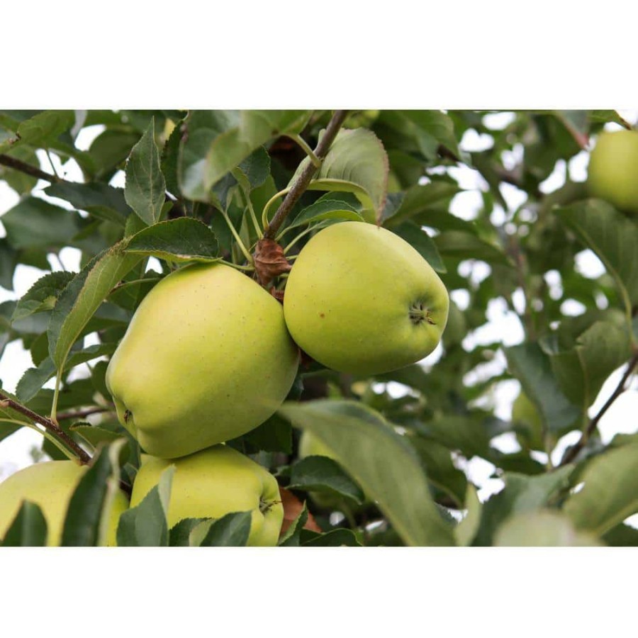 Outdoor Plants * | Brand New Golden Delicious Apple Tree Bare Root By Online Orchards