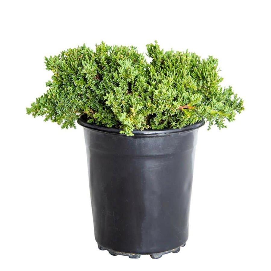 Outdoor Plants * | Cheapest 2.5 Qt. Blue Pacific Juniper Evergreen Groundcover Plant By Flowerwood