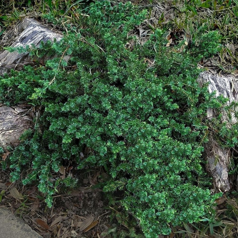 Outdoor Plants * | Cheapest 2.5 Qt. Blue Pacific Juniper Evergreen Groundcover Plant By Flowerwood