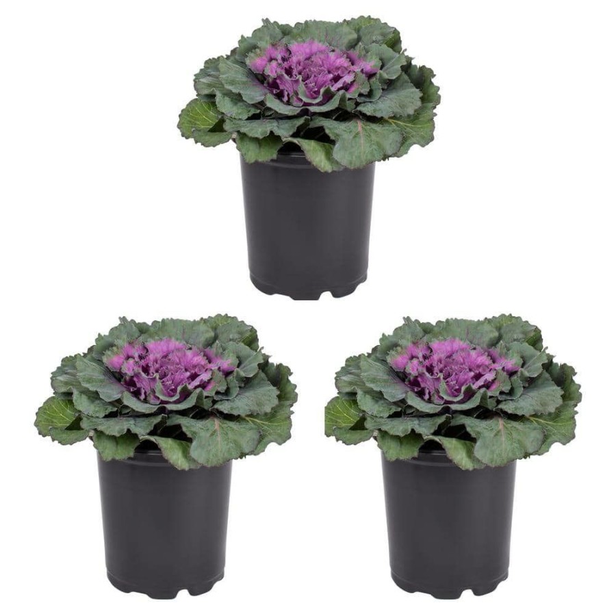 Outdoor Plants * | Hot Sale 2.5 Qt. Purple Ornamental Kale Annual Plant (3-Pack) By Metrolina Greenhouses