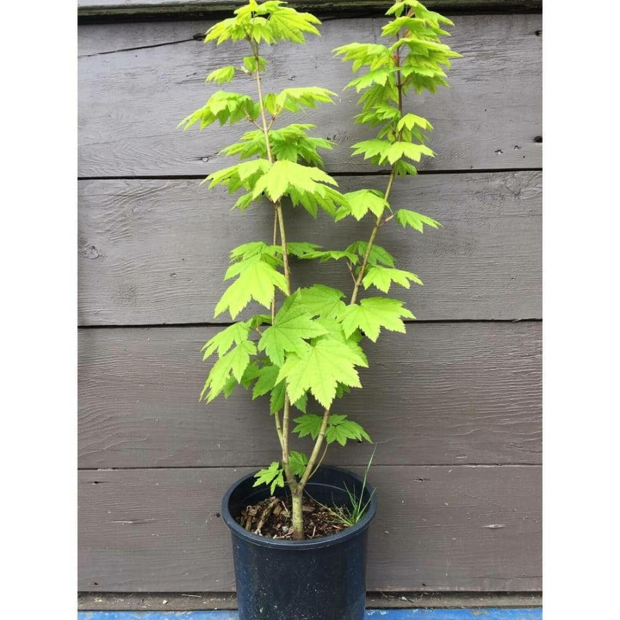 Outdoor Plants * | Outlet 1 Gal. Pacific Vine Maple Tree Shade Loving Compact Form With Intricate Branching Patterns (2-Pack) By Online Orchards