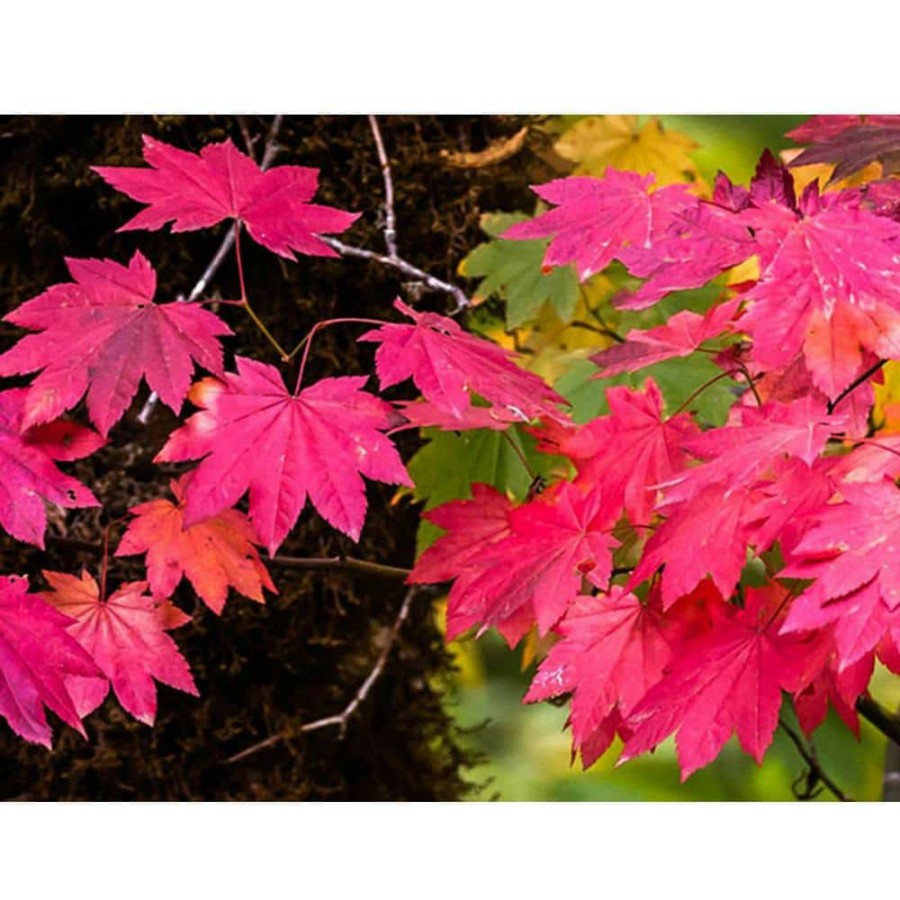 Outdoor Plants * | Outlet 1 Gal. Pacific Vine Maple Tree Shade Loving Compact Form With Intricate Branching Patterns (2-Pack) By Online Orchards