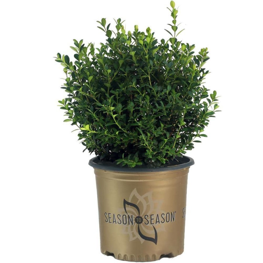 Outdoor Plants * | New 2 Gal Baby Gem Boxwood Shrub By Season To Season