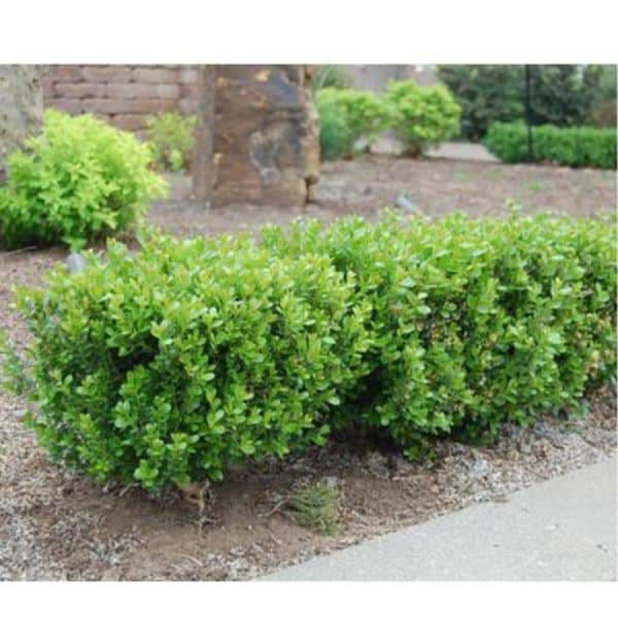 Outdoor Plants * | New 2 Gal Baby Gem Boxwood Shrub By Season To Season