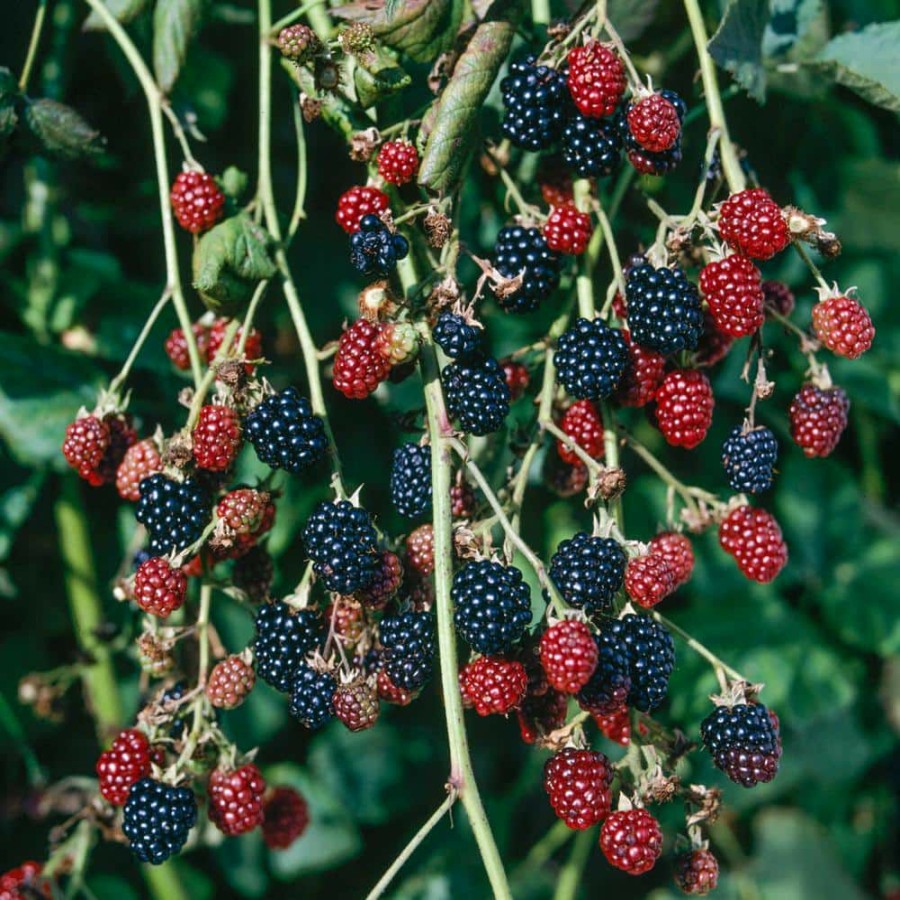 Outdoor Plants * | Discount 4 In. Pot Hall'S Beauty Blackberry (Rubus), Live Fruiting Plant (1-Pack) By Gurney'S