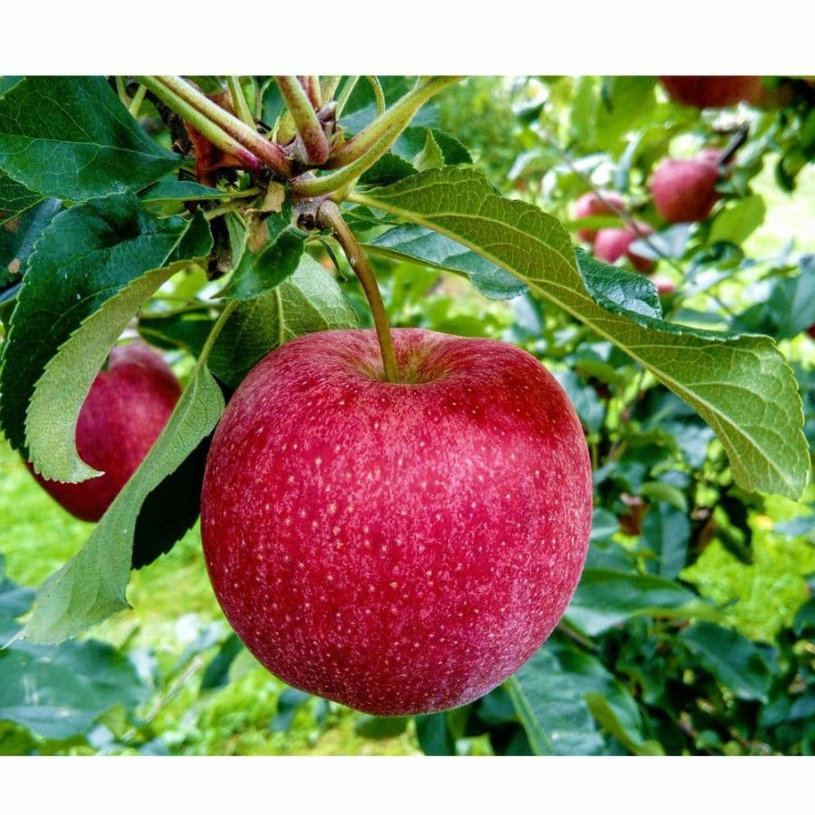 Outdoor Plants * | Coupon Winesap Apple Tree (Bare-Root, 3 Ft. To 4 Ft. Tall, 2-Years Old) By Online Orchards