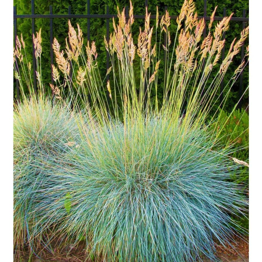 Outdoor Plants * | Best Sale 1 Gal. Elijah Blue Fescue Grass Icy Blue Ornamental Grass Adds Gorgeous Color To Any Landscape By Online Orchards