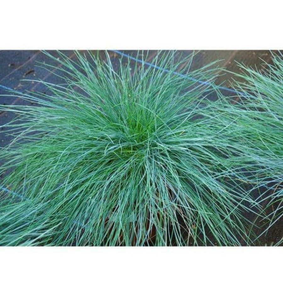 Outdoor Plants * | Best Sale 1 Gal. Elijah Blue Fescue Grass Icy Blue Ornamental Grass Adds Gorgeous Color To Any Landscape By Online Orchards