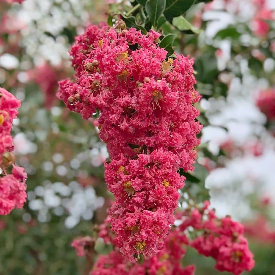 Outdoor Plants * | Budget 3 Gal. Tuscarora Dark Pink Crape Myrtle Tree By Unbranded