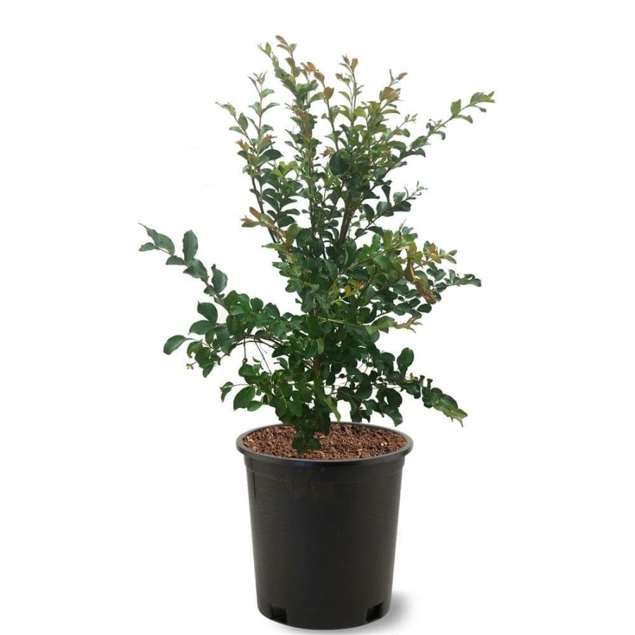 Outdoor Plants * | Budget 3 Gal. Tuscarora Dark Pink Crape Myrtle Tree By Unbranded