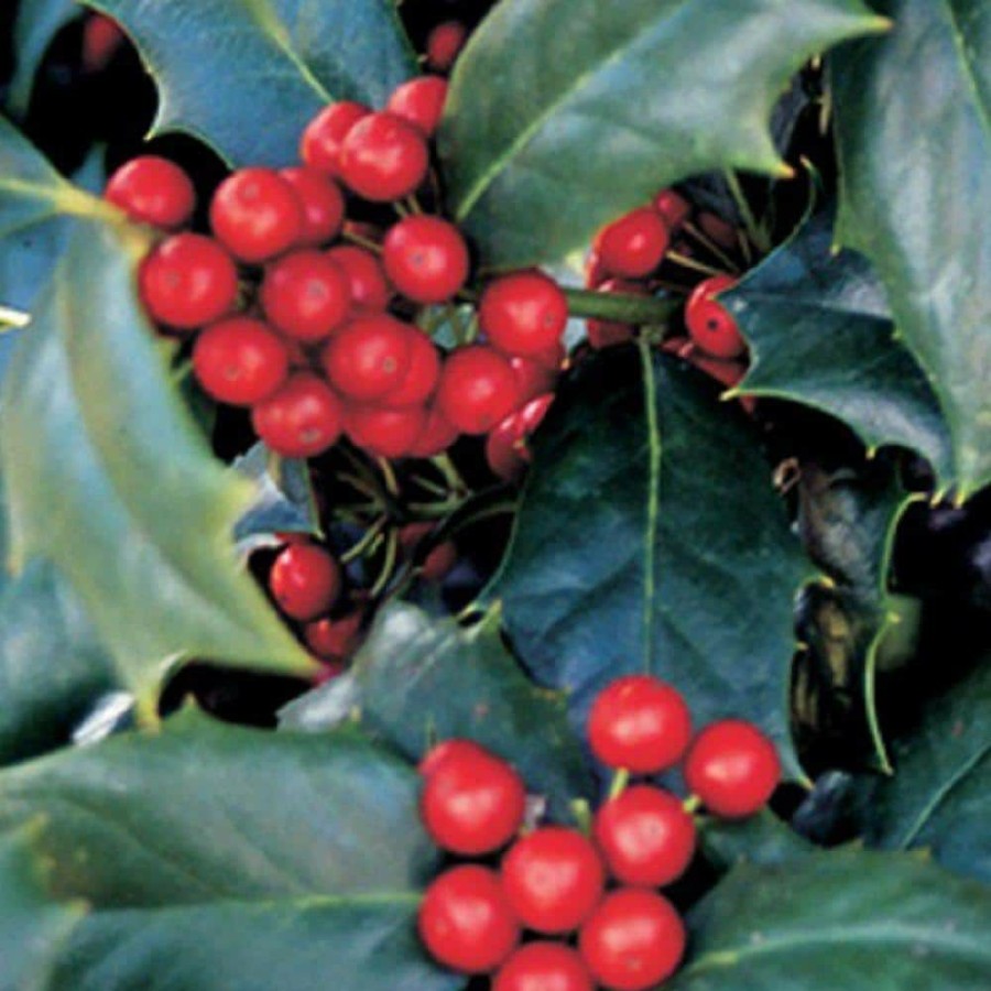 Outdoor Plants * | Best Deal 3 Gal. Robin Japanese Holly(Ilex), Live Evergreen Shrub/Tree, Glossy Green Foliage By Southern Living