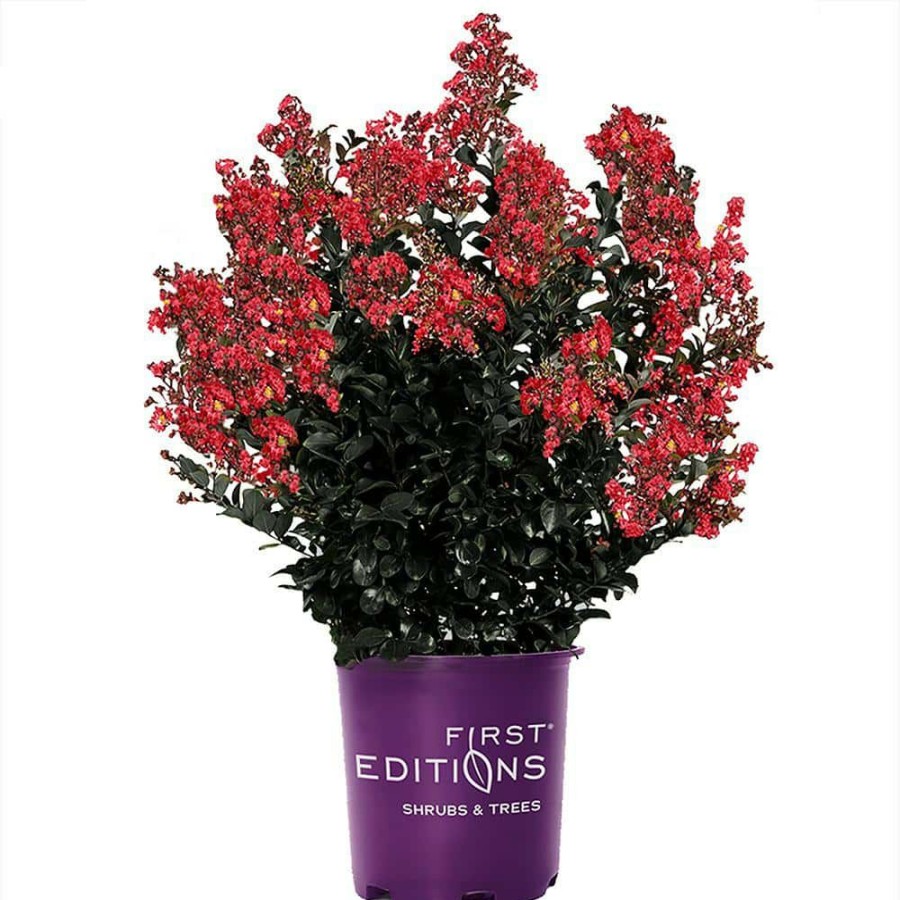 Outdoor Plants * | Wholesale 7 Gal. Midnight Magic Crape Myrtle Tree With Dark Pink Flowers By First Editions