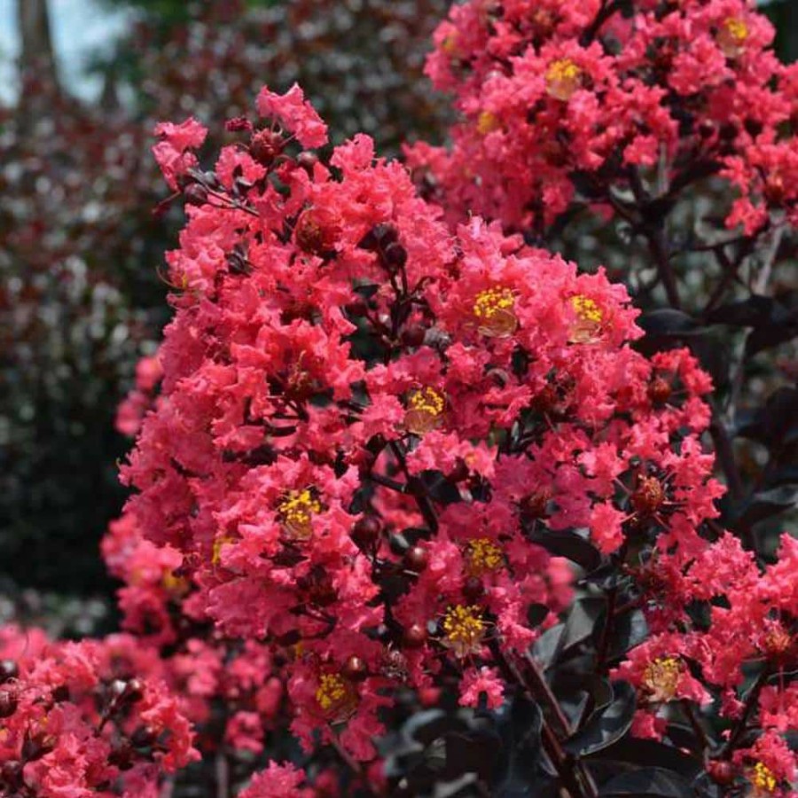 Outdoor Plants * | Wholesale 7 Gal. Midnight Magic Crape Myrtle Tree With Dark Pink Flowers By First Editions