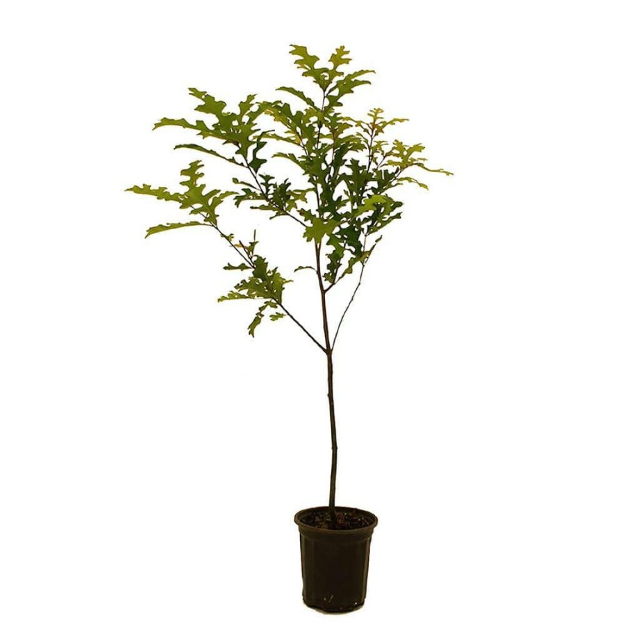 Outdoor Plants * | Hot Sale Nutall Oak By Unbranded