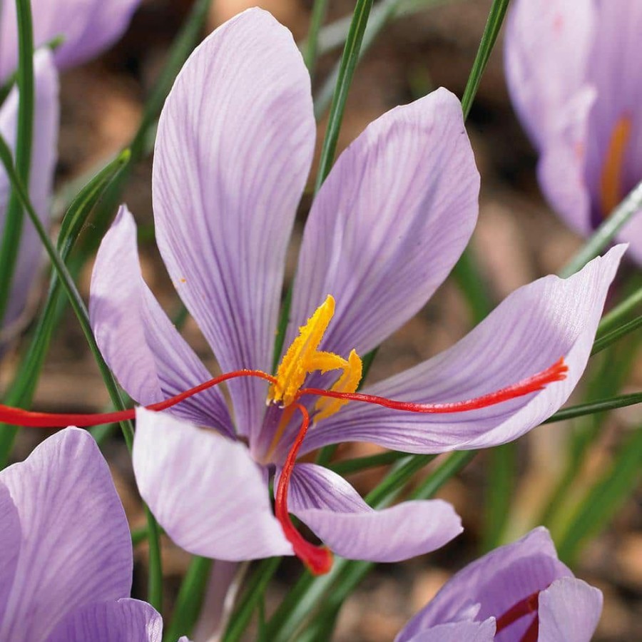 Outdoor Plants * | Deals Crocus Bulbs Saffron Crocus (Set Of 15) By Van Zyverden