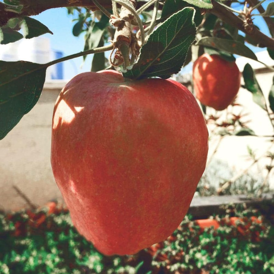 Outdoor Plants * | Hot Sale 1 Gal. Anna Apple Tree Potted By Unbranded