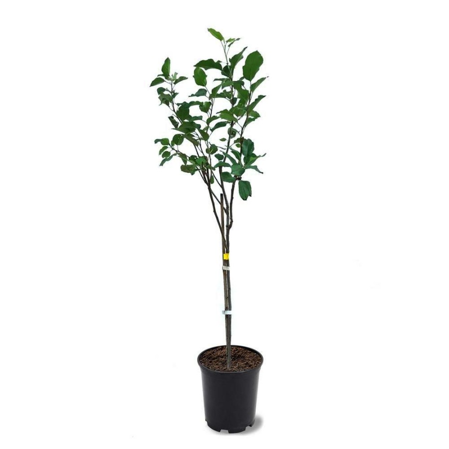 Outdoor Plants * | Hot Sale 1 Gal. Anna Apple Tree Potted By Unbranded