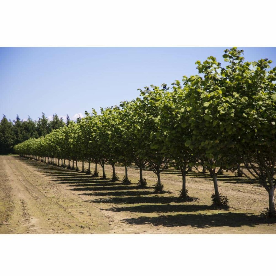 Outdoor Plants * | Brand New Yamhill Hazelnut Tree Bare Root By Online Orchards