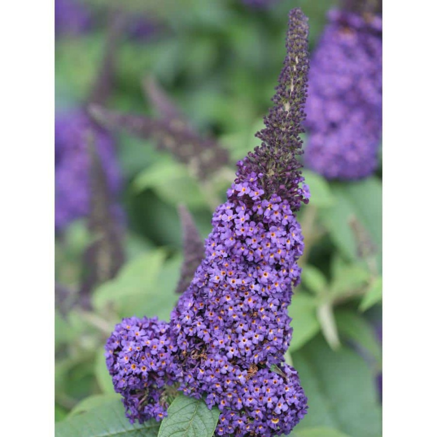 Outdoor Plants * | New 1 Gal. Pugster Blue Butterfly Bush (Buddleia) Live Shrub, Blue Flowers By Proven Winners