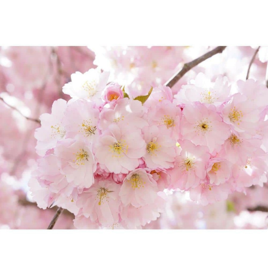 Outdoor Plants * | Best Pirce Accolade Cherry Blossom Tree Bare Root By Online Orchards