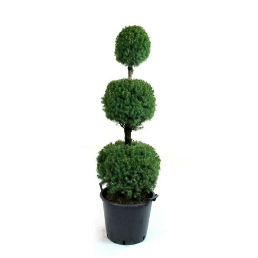 Outdoor Plants * | Discount 3 Gal. Alberta Spruce Shrub With Formal Poodle Topiary Shape By Online Orchards