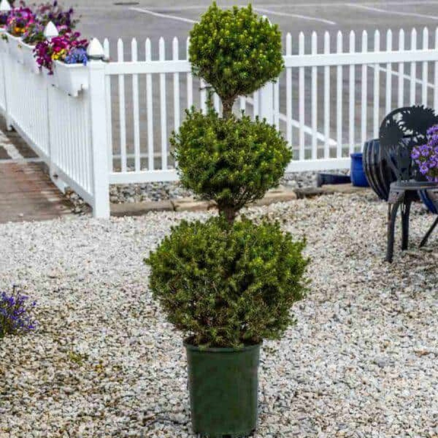 Outdoor Plants * | Discount 3 Gal. Alberta Spruce Shrub With Formal Poodle Topiary Shape By Online Orchards