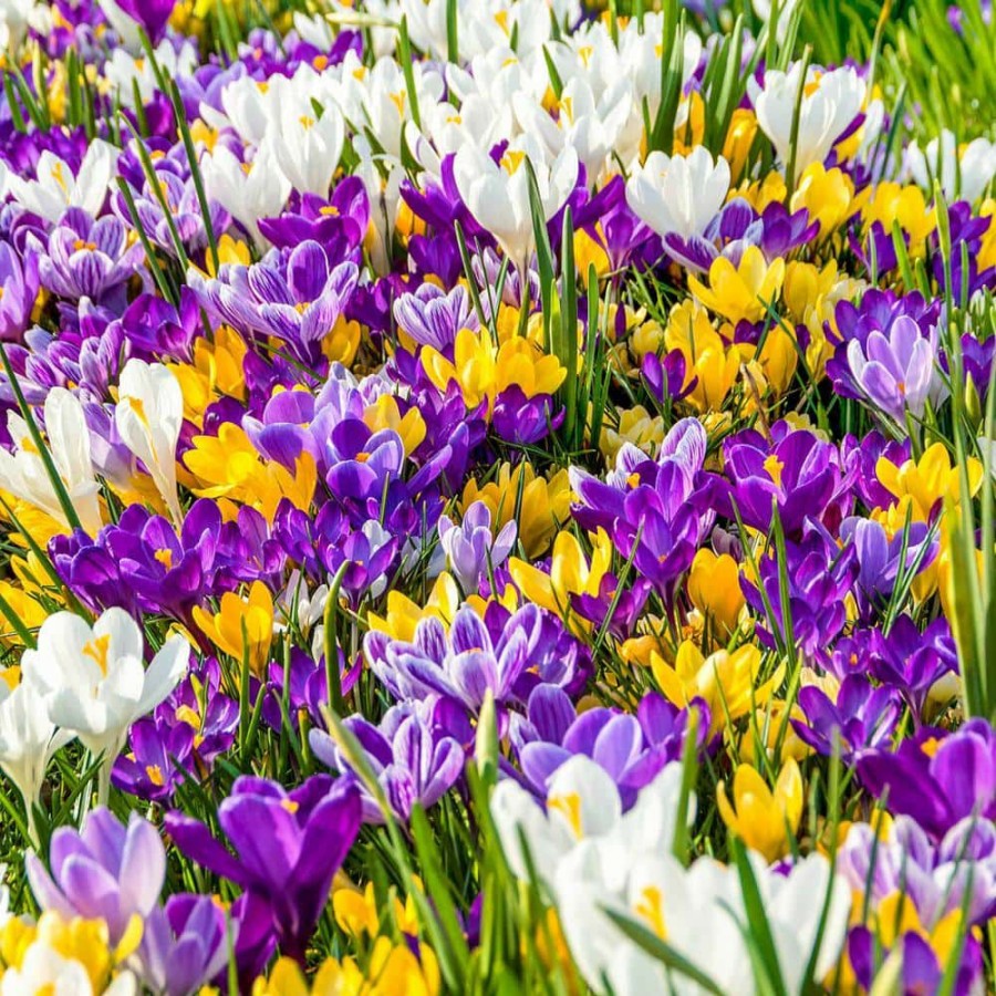 Outdoor Plants * | Deals Multi-Colored Giant Crocus Bulbs Mixture (100-Pack) By Van Bourgondien