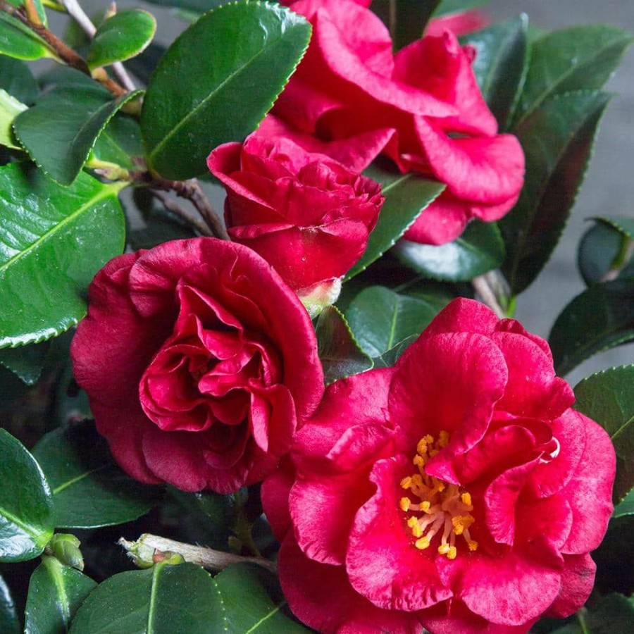 Outdoor Plants * | Best Deal 2 Gal. Bella Rouge Camellia (Sasanqua) Shrub With Red Semi-Double Blooms By Southern Living