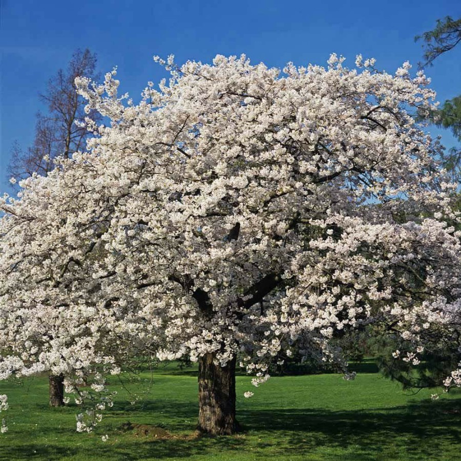 Outdoor Plants * | Top 10 5 Gal. Yoshino Cherry Tree With White Blooms By Brighter Blooms