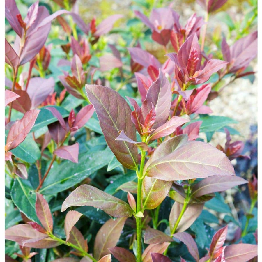 Outdoor Plants * | Flash Sale 3 Gal. Coppertop Sweet Viburnum Shrub With Olive Green To Dark Red Evergreen Foliage By Southern Living Plant Collection