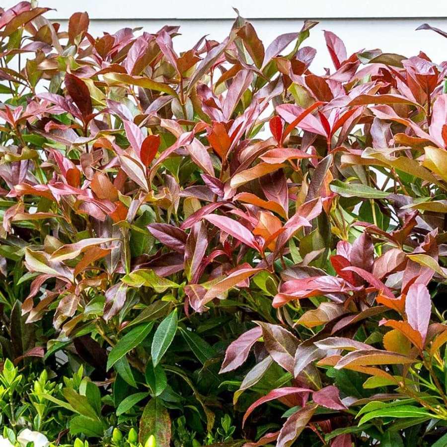 Outdoor Plants * | Flash Sale 3 Gal. Coppertop Sweet Viburnum Shrub With Olive Green To Dark Red Evergreen Foliage By Southern Living Plant Collection