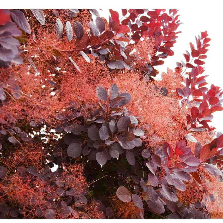 Outdoor Plants * | Best Sale 1 Gal. Royal Purple Smokebush Shrub Colorful Plumes Rising Out Of Foliage Provide A Rare And Dramatic Smokey Effect By Online Orchards