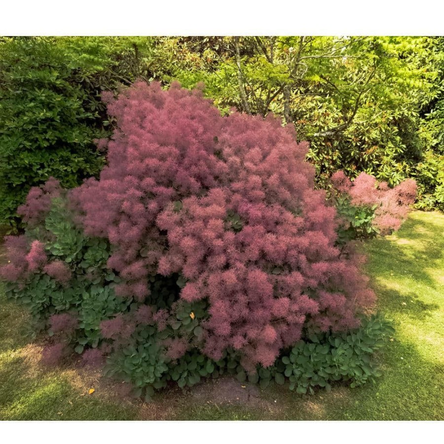 Outdoor Plants * | Best Sale 1 Gal. Royal Purple Smokebush Shrub Colorful Plumes Rising Out Of Foliage Provide A Rare And Dramatic Smokey Effect By Online Orchards