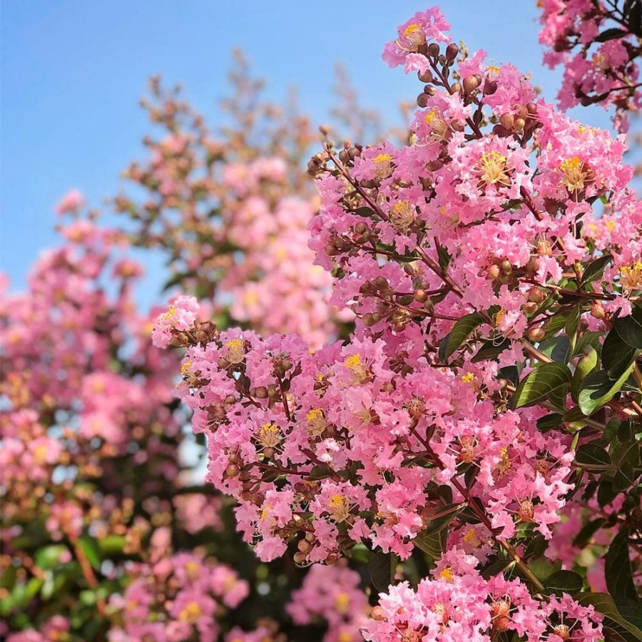 Outdoor Plants * | Wholesale 3 Gal. Sioux Pink Crape Myrtle By Unbranded