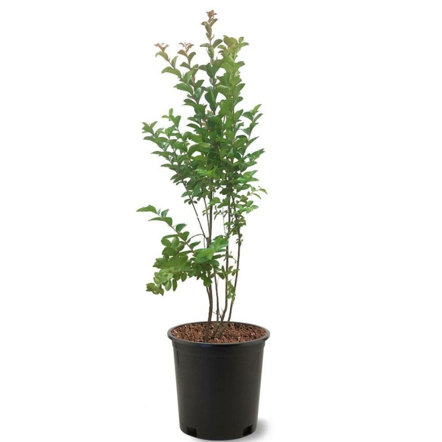 Outdoor Plants * | Wholesale 3 Gal. Sioux Pink Crape Myrtle By Unbranded