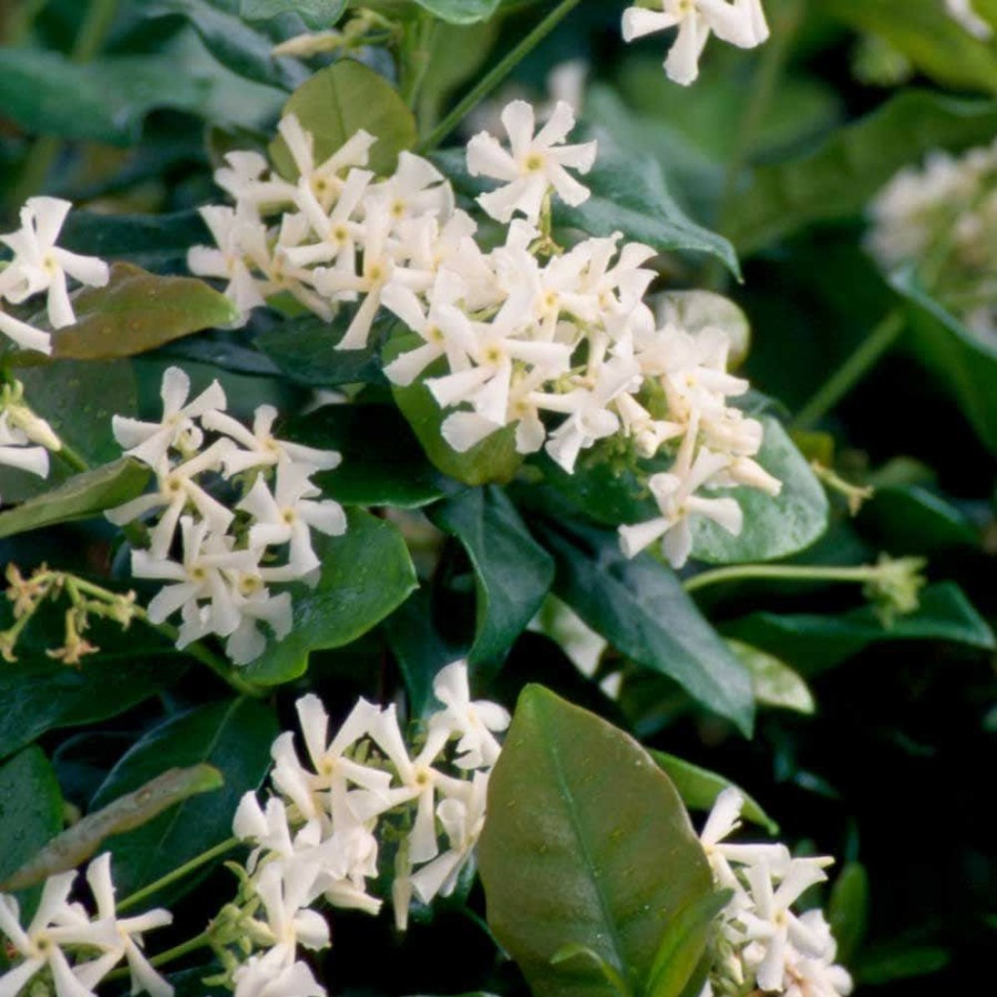 Outdoor Plants * | Buy 2.5 Gal. Confederate Jasmine (Star Jasmine) Live Vine Plant With White Fragrant Blooms By Flowerwood