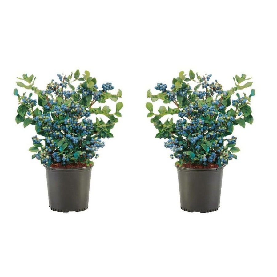 Outdoor Plants * | Budget 1 Gal. Bluecrop Blueberry Plant (2-Pack) By Online Orchards