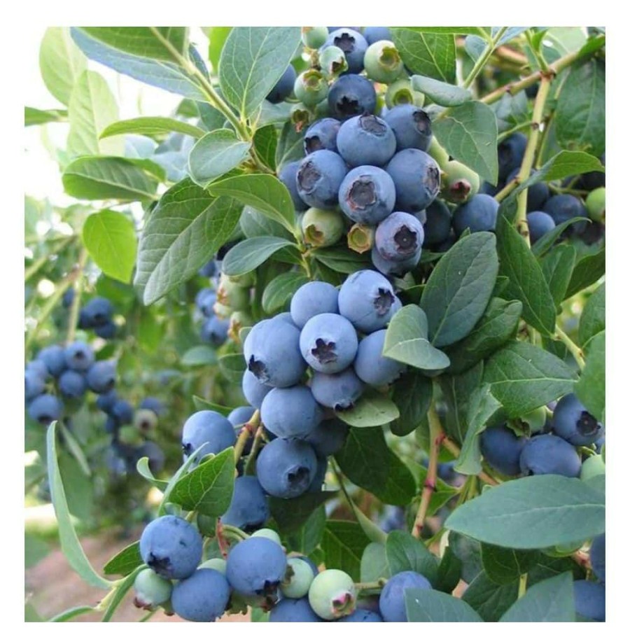 Outdoor Plants * | Budget 1 Gal. Bluecrop Blueberry Plant (2-Pack) By Online Orchards