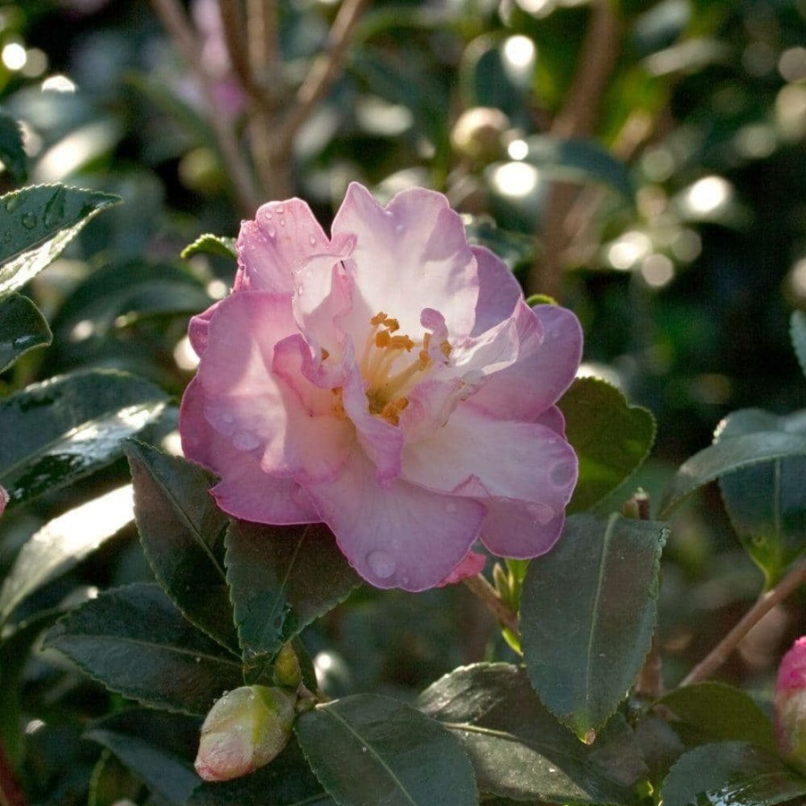 Outdoor Plants * | Best Pirce 2.5 Qt. October Magic Orchid Camellia(Sasanqua) Live Evergreen Shrub With White-Blush Blooms That Taper To Pink Edges By Southern Living