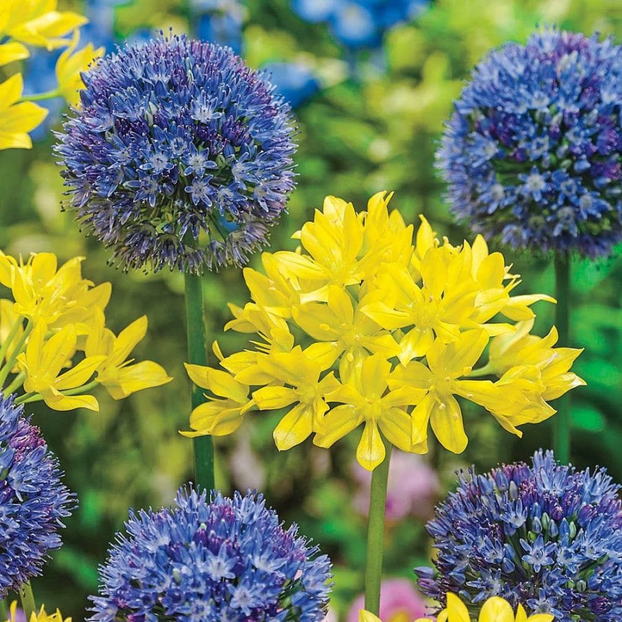 Outdoor Plants * | Flash Sale Swedish Flag Duet Allium Bulb Mixture (100-Pack) By Van Bourgondien