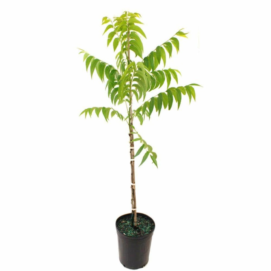 Outdoor Plants * | Outlet Oconee Pecan Tree By Unbranded