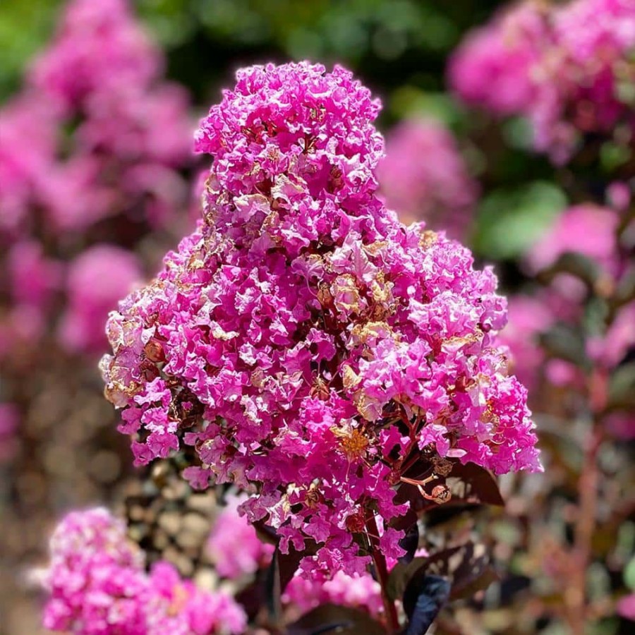 Outdoor Plants * | Wholesale 7 Gal. Purely Purple Crape Myrtle Tree By Black Diamond